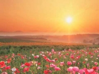 ����� � ������� ����� Leo Delibes - Lakme: Flower Duet