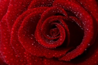    Emilie Autumn - Rose Red