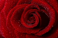 ����� � ������� ����� Emilie Autumn - Rose Red