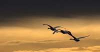 ����� � ������� ����� Nachtgeschrei - Fernweh